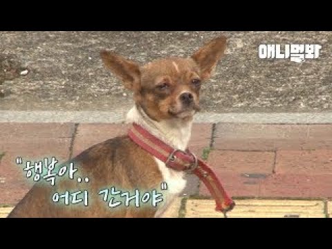 죽은 친구를 위해 지켜낸 것 ㅣ True Friend <strong>Dog</strong> Raising Her <strong>Dead</strong> Friend&amp;#39;s Puppies