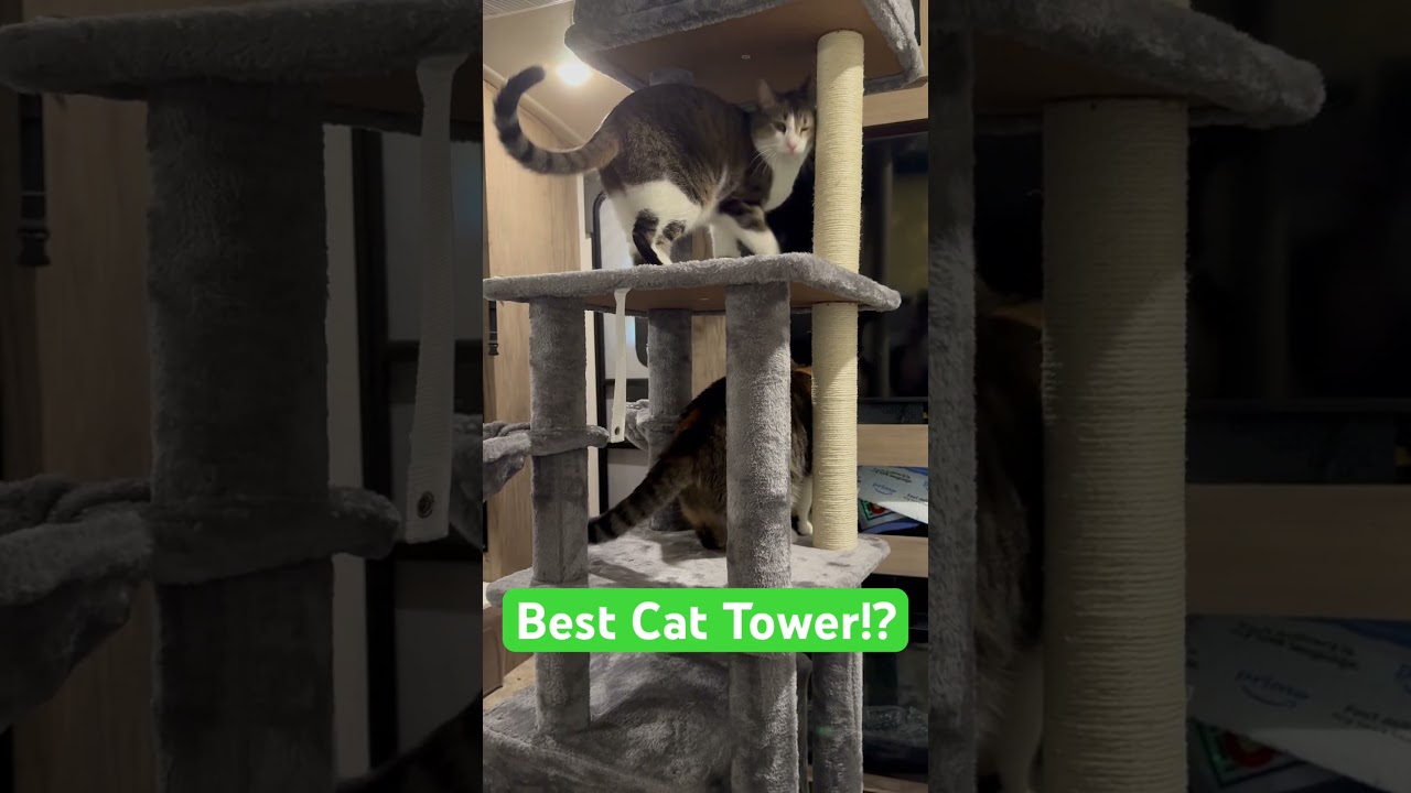 I Bought the Best Selling Cat Tower 