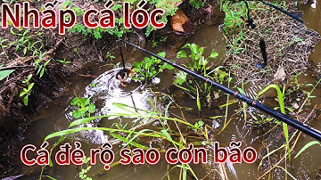 Câu cá lóc bằng vịt. Cá đẻ rộ sao những cơn mưa mùa bão@TruongTu71