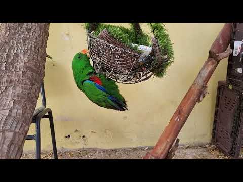 A male of Eclectus parrot