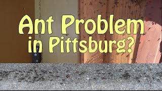 Pittsburg Ant Pest Control