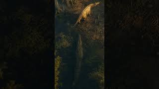 Deinosuchus: a mordida que esmagava dinossauros