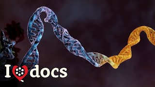 Can We Overcome Our Genetic Limitations? - Its Not All In Our Genes - Science Documentary
We are more than the sum of our genes. Environmental influences such as nutrition, trauma, illness or lifestyle are able to switch certain genes on or off. Scientists compare these new findings with the image of a piano: the strings and keys represent the genes, but the melody of life only sounds when the keys are struck. Thus, the findings of epigenetics overturn a long-held dogma of biology: the idea that the properties of an organism are immutably determined by inherited genetic matter. Watch ad-free on Google Play: https://play.google.com/store/movies/details?id=1Gyz8SEvqco.P&sticky_source_country=CA&gl=CA&hl=undefined Can We Overcome Our Genetic Limitations? - Its Not All In Our Genes - Science Documentary
