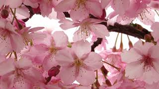 奈良・馬見公園の河津桜＆梅の花・回廊の絶景