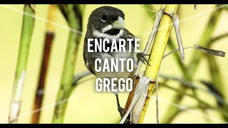 Canto do COLEIRO GREGO, ótimo para ensinar filhotes e adultos.✅ screenshot 4