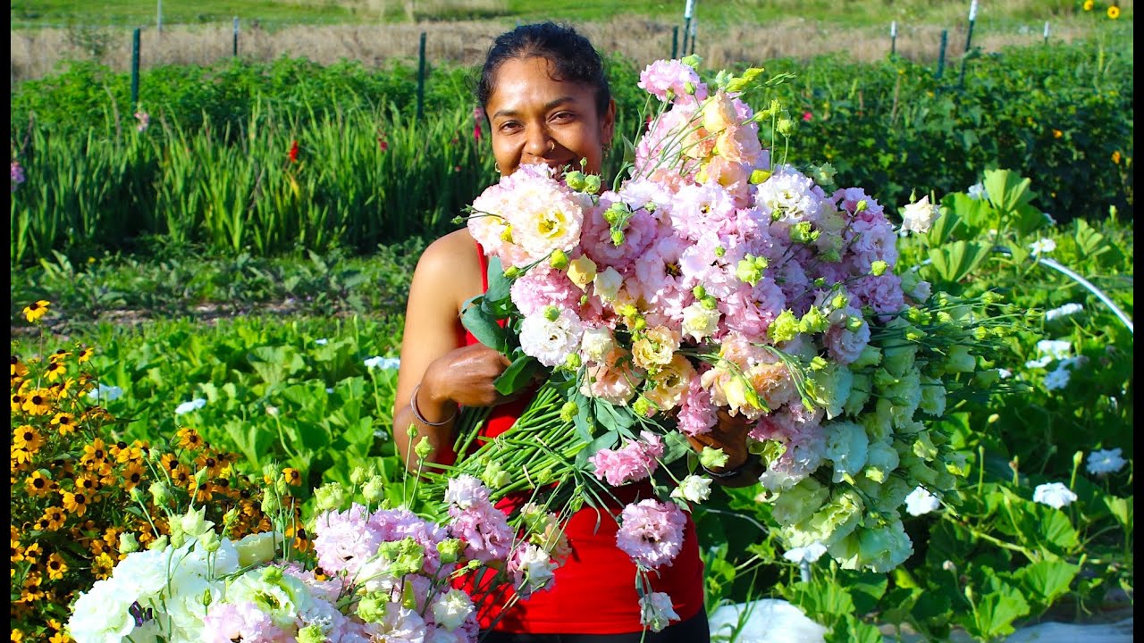 Extreme Flower Harvest - Amazing Lisianthus Cut-flowers - YouTube