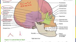 Axial Skeleton Part 1