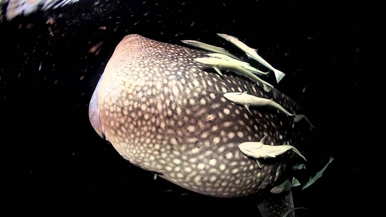 abyss maldives whale shark night