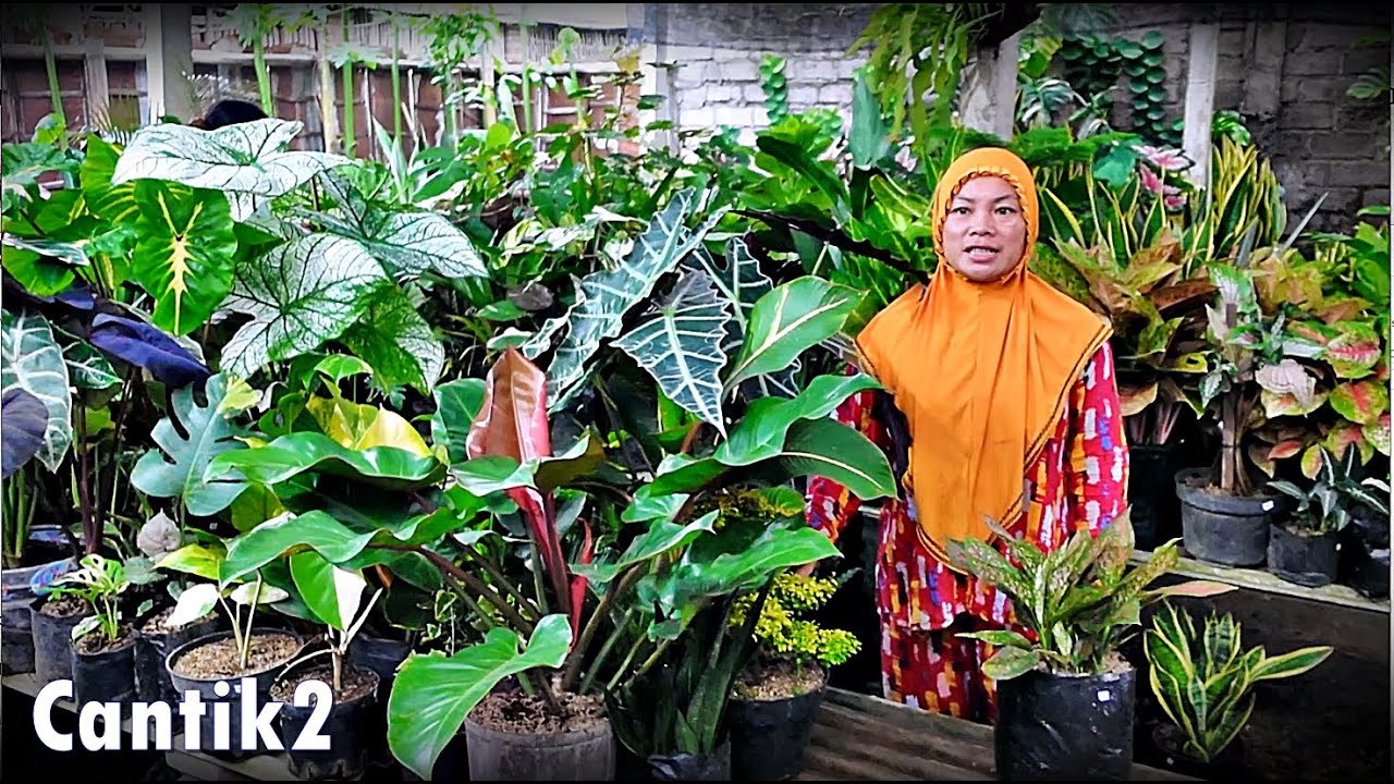 Spil Tanhis Baru Josh2 Cantik2  Unik Mantap