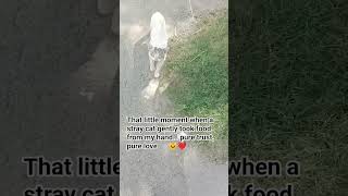 #catStrayCat #CatRescue #AnimalLover #HopeLifeAnimalShelter #FeedStrays