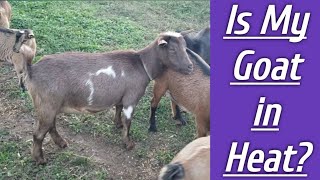 Signs Your Goat is in Heat, and How to Tell.