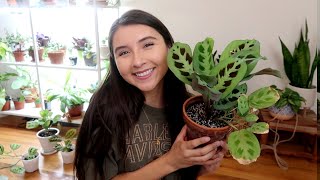 Maranta Full Plant Care Guide Propagation