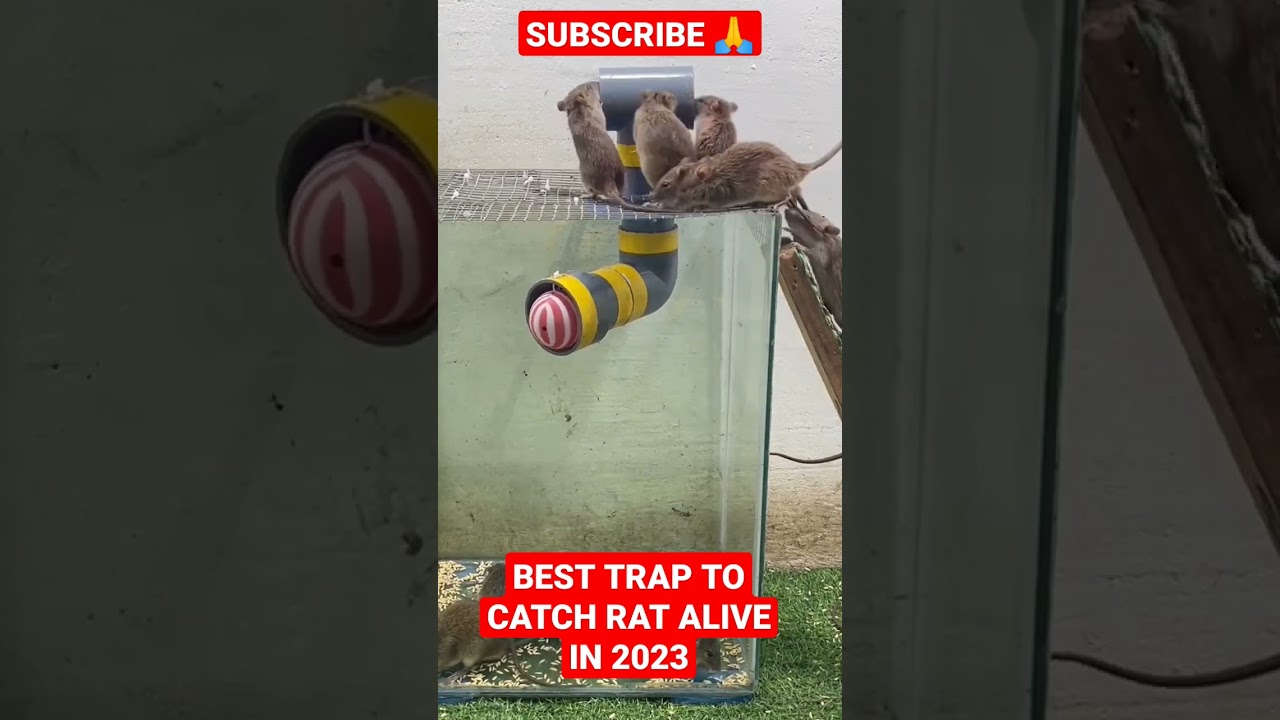 professional rat catch 