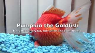 My Extremely Fat Goldfish - REALLY FAT!