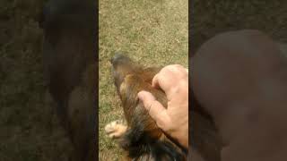 Mulan Martita Viggo Lena Astroboy Chivi 19jun2021 #gatas #perritos