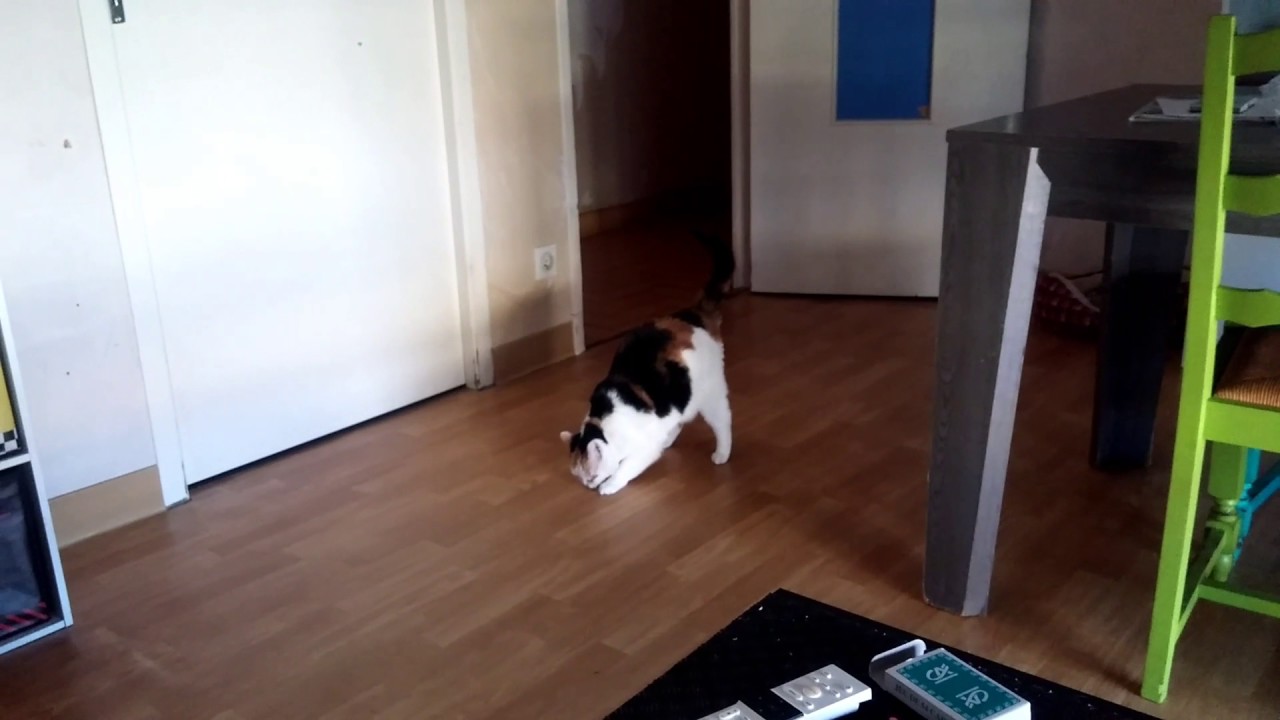 Chat Boulette Qui Joue à La Balle Comme Un Chien Avec Sa