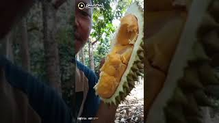 mukbang durian di bawah pohon🤤🤤🤤🤤