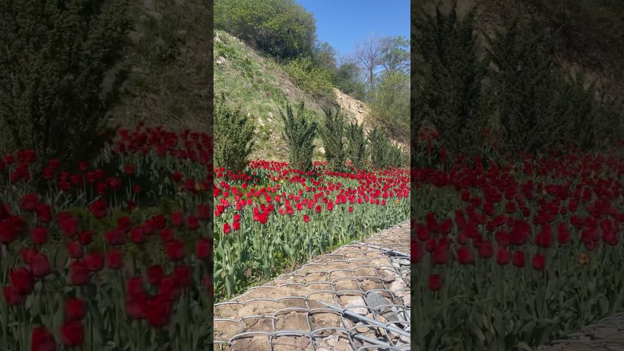 Алматы 2 мая 2023 Ул.Оспанова Медеуский район Almaty May 2, 2023 Ospanov st. Medeu district 