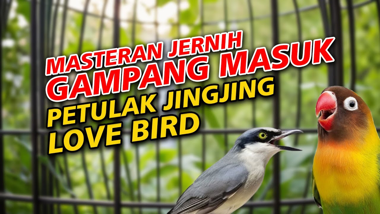 MASTERAN PETULAK JINGJING VS LOVE BIRD, SUARA JERNIH GAMPANG MASUK