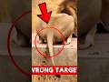 4 ZWIERZĘTA, które pomyliły odwagę z czystą głupotą 😱🌍‼️#top3 #facts #animaux #shorts