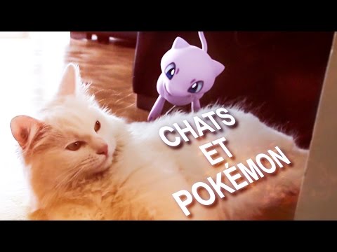 CHATS ET POKÉMON - PAROLE DE CHAT