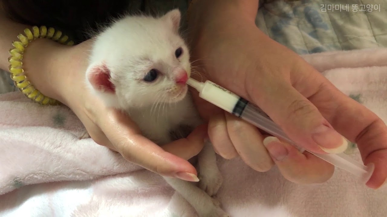 [ENG](심쿵사♡)엄마를 잃어버린 젖먹이 아기 고양이를 구조했어요!
