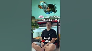 Lên tiếp lóc nữ hoàng cho anh em xem nha.  Nữ hoàng của dòng cá lóc #aquarium #pets