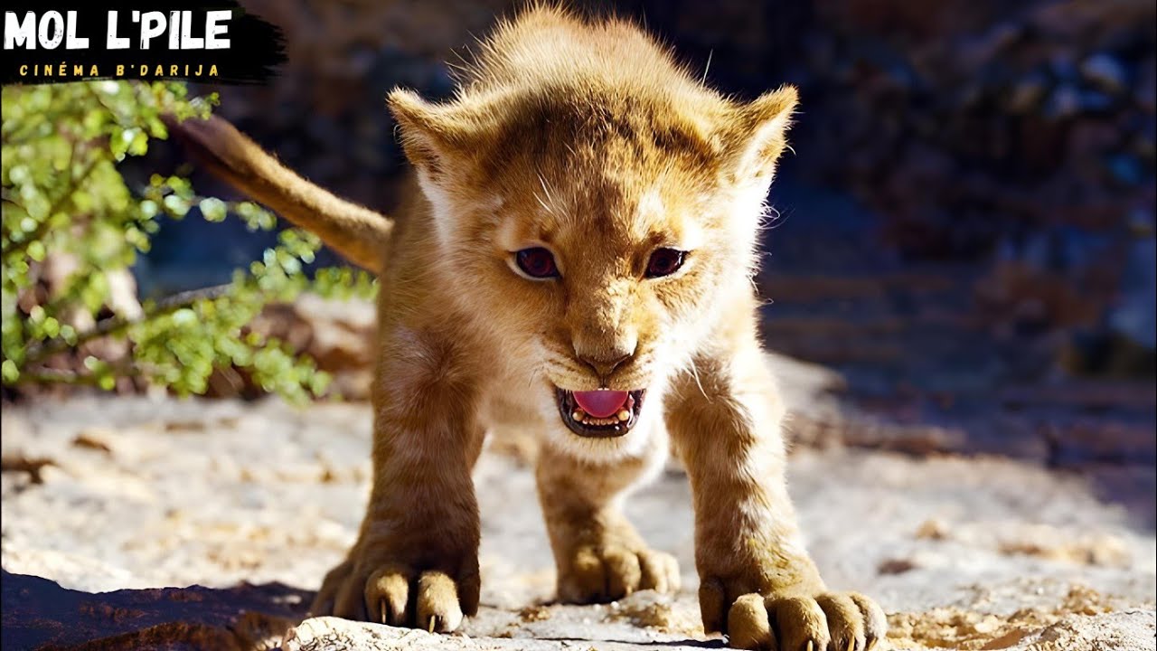 قصة موفاسا♥️ أسد شجاع يواجه قطعان الأسود البيضاء المتوحشة، رغم خيانة صديقه😢وينقذ مملكة الحيوانات||🎦