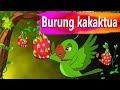 Burung kakaktua  dan buah ajaib |  dongeng bahasa indonesia | dongeng Anak | Kartun Anak