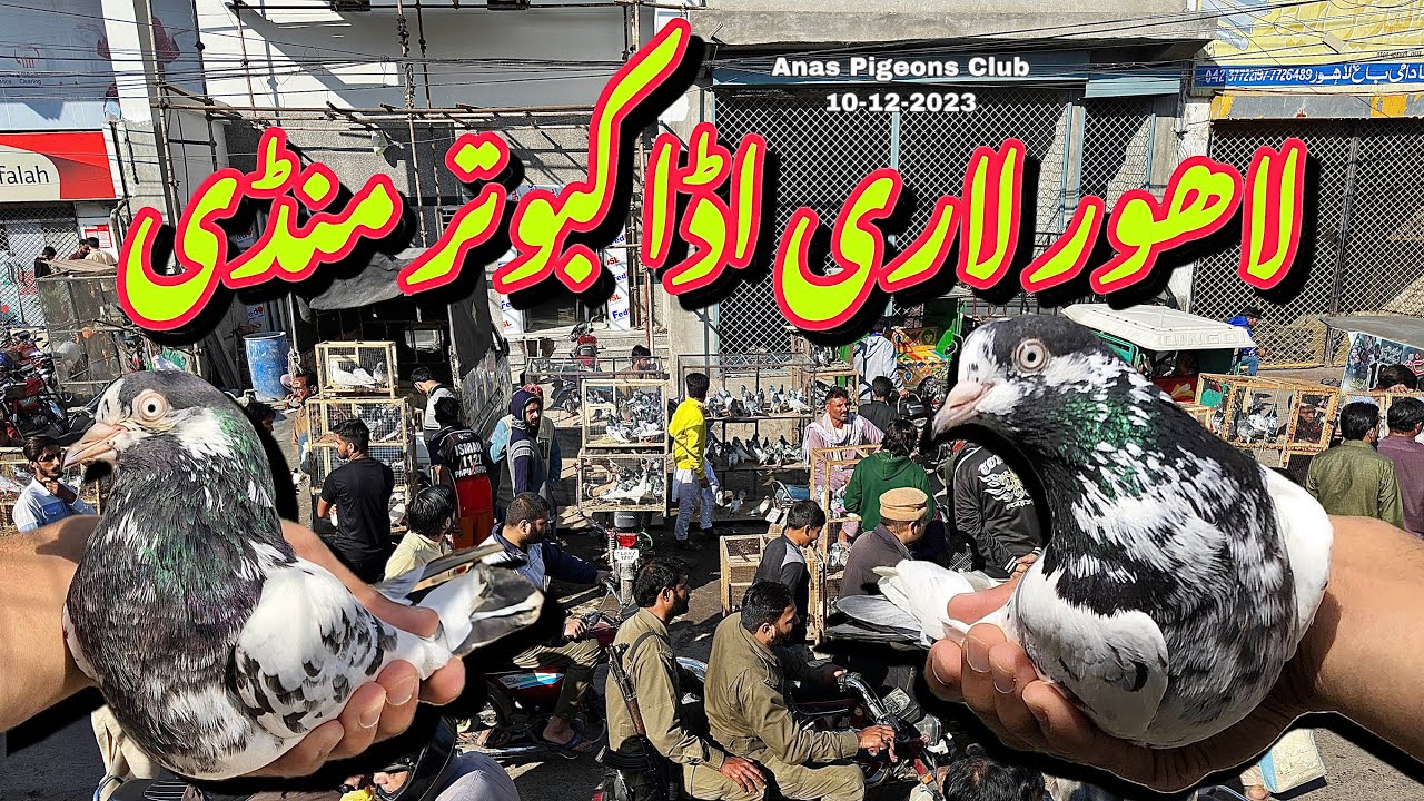 لاہور لاری اڈا کبوتر منڈی - Lahore Lari Adda Kabootar Mandi Latest Update