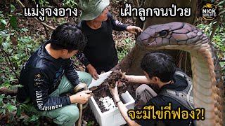 ลุยดิบ EP.101 แม่จงอางเฝ้าลูกจนป่วย จะมีไข่อยู่กี่ฟองนะ?