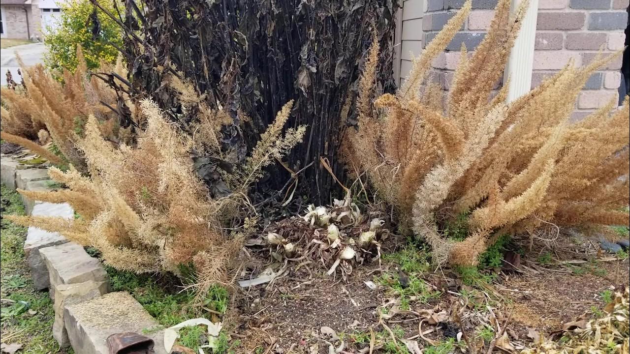 Agapanthus Pruning after Winter Storm Uri YouTube