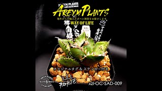 アガベ チタノタ 南アフリカダイヤモンド SAD 南非白鑚石 【台湾xzl産 