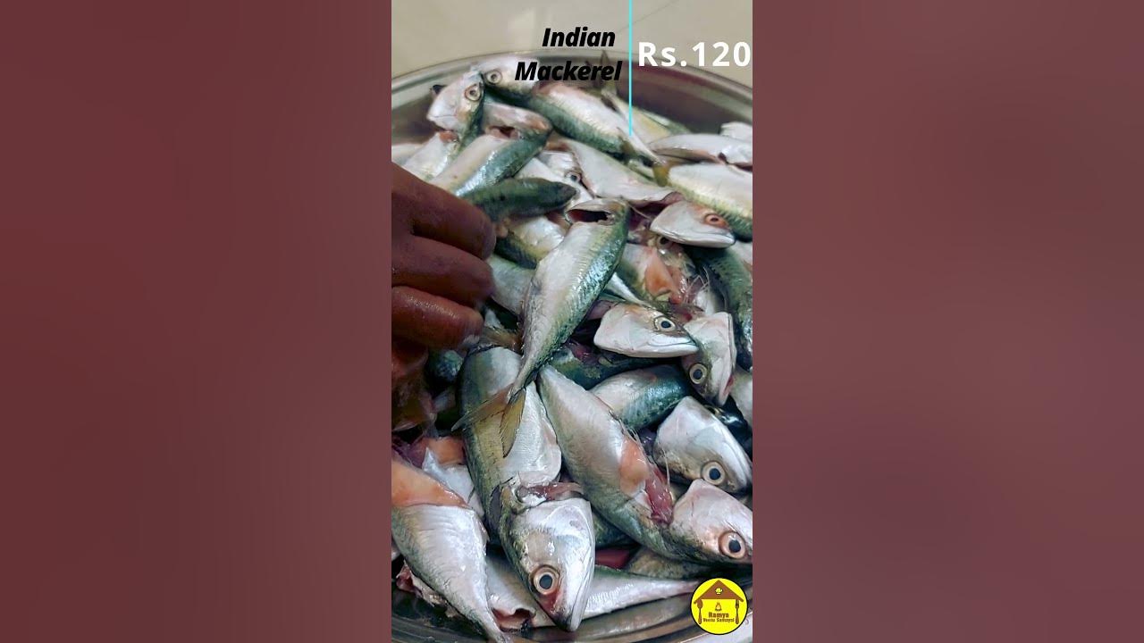 Indian Mackerel Fish Vanagaram Fish Market Price YouTube indian-mackerel-fish-vanagaram-fish-market-price-youtube