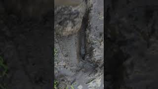 Forest Bathing In Muddy Acquo Thigh High Rubber Boots.