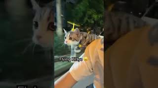 Kittyo Just Flying Enjoying Life As He Goes