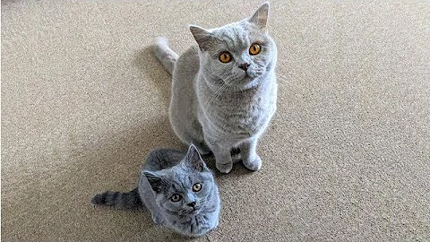 Video 1366401: lilac british, british hair, kitten big cat, cats meet kittens, cat little kitten, kitten cat first