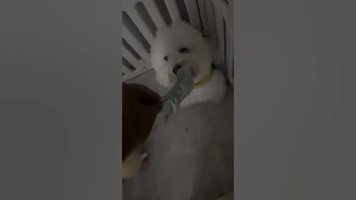 Watch the video about Little Shuang is so cute#Western Highlands#Old Wild cat