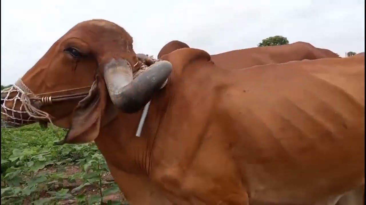 આજે આપડે કપાસમાં બેલી હકાવાની છે# અને માડવિંમાં દવા ચાટવાની છે#@Mukeshgiri #ખેડૂત