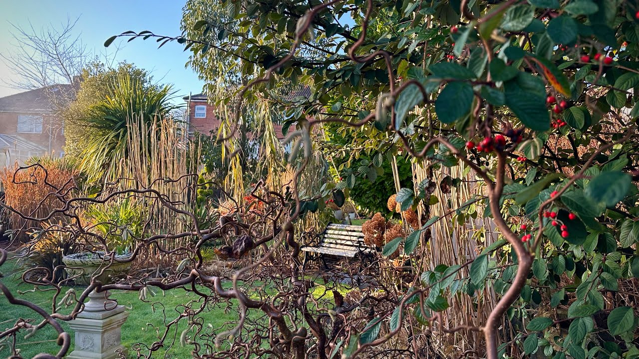 Februari seta a kertben :) (2026- February garden tour) 