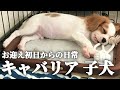 キャバリア子犬をお迎えしてからの１ヶ月間！！可愛い姿に見てるだけで癒されます…