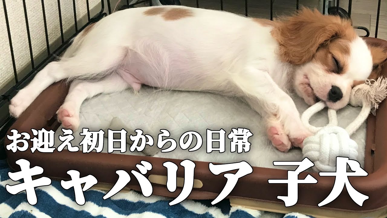 キャバリア子犬をお迎えしてからの１ヶ月間！！可愛い姿に見てるだけで癒されます…