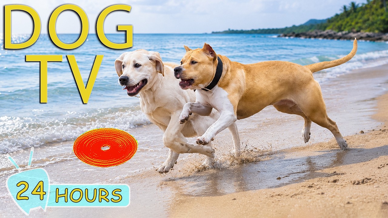 DOG TV 24/7: Best Videos Entertain for Dogs Help Anti-Anxiety at Home Alone - All Day Music for Dogs 