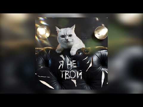 Мистер Кот -