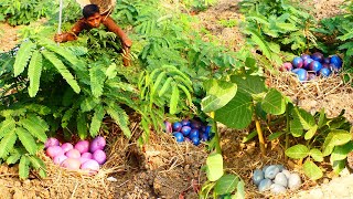 Harvest Jungle Eggs go to market sell, found alots of Eggs field hand