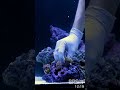 How to set up a coral garden in 30 seconds.  #saltwateraquarium #reeftank #bulkreefsupply #brstv