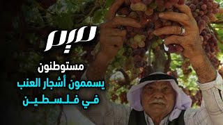 مستوطنون يسممون أشجار العنب في فلسطين