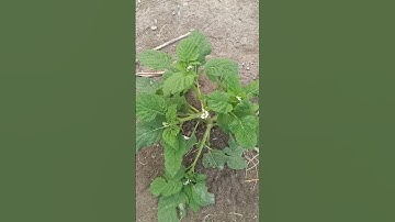 Một số công dụng từ cây vòi voi #baithuochay #thuốcnam #songkhoe