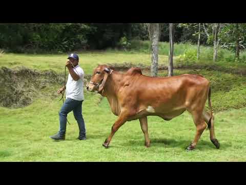 LOTE 13   AOI 218   IMPERATRIZ FIV DA CRAUATA