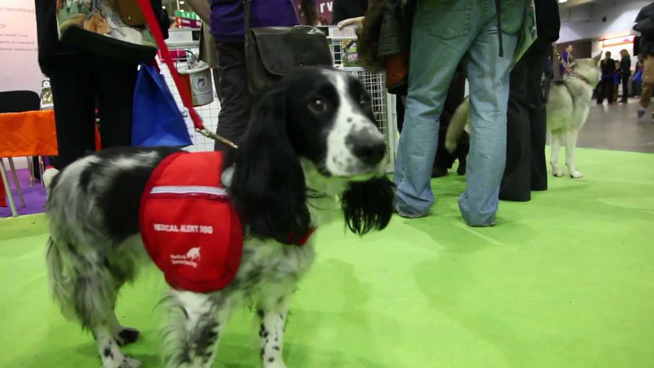 Medical Detection Dogs at Discover Dogs 2012